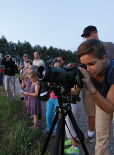 Observation de la faune