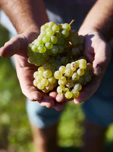 un viticulteur tenant une grappe de raisins entre ses mains, symbolisant un voyage écoresponsable axé sur la découverte de produits locaux