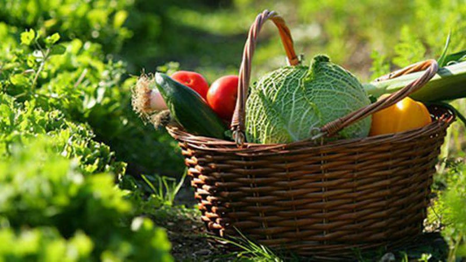 Il mais. Grow food. Aliment.