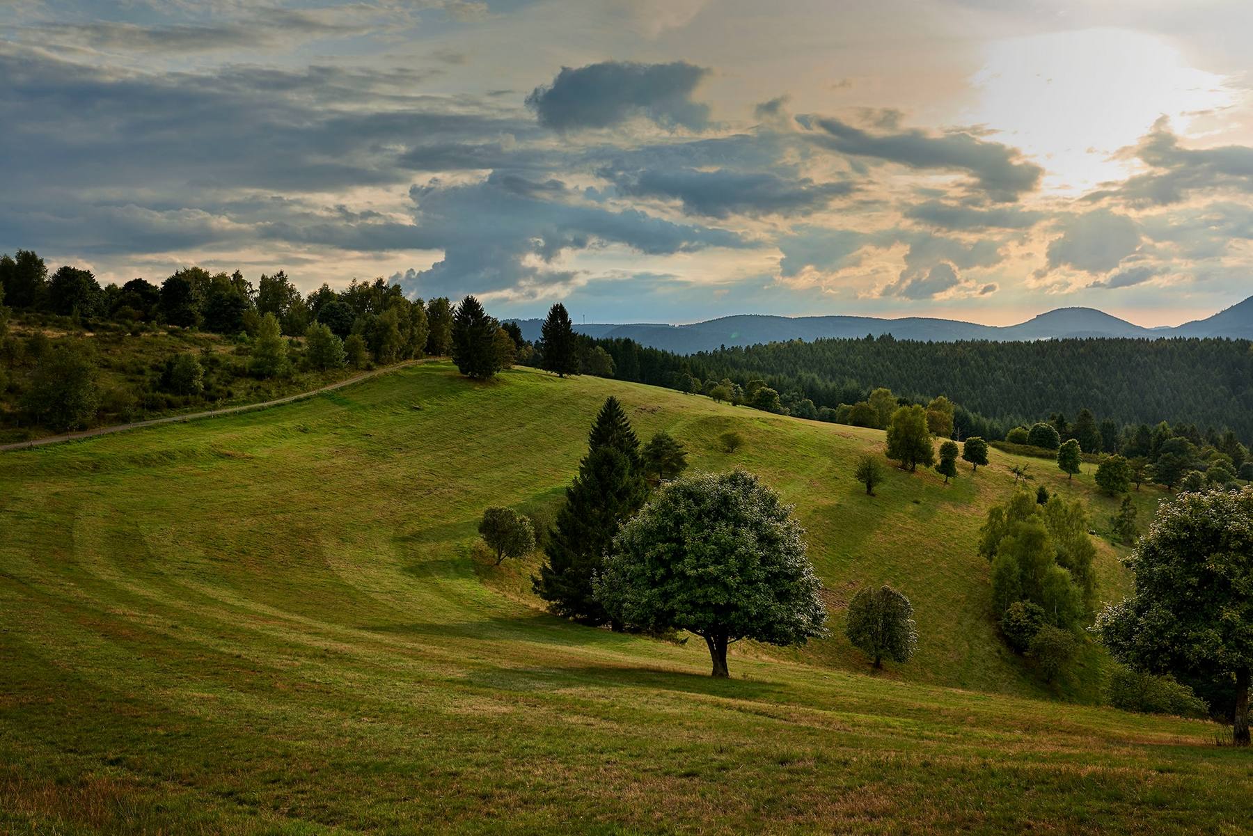 Le Printemps De La Foret Vallee De La Bruche Visit Alsace