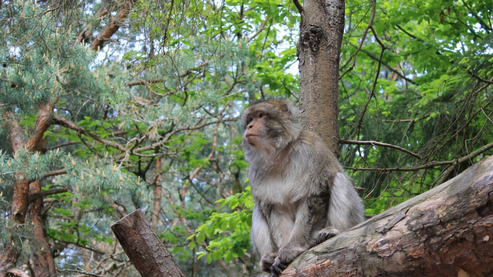 Exhibition Primates Visit Alsace