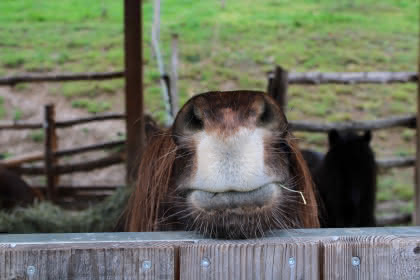 ferme d'argentin