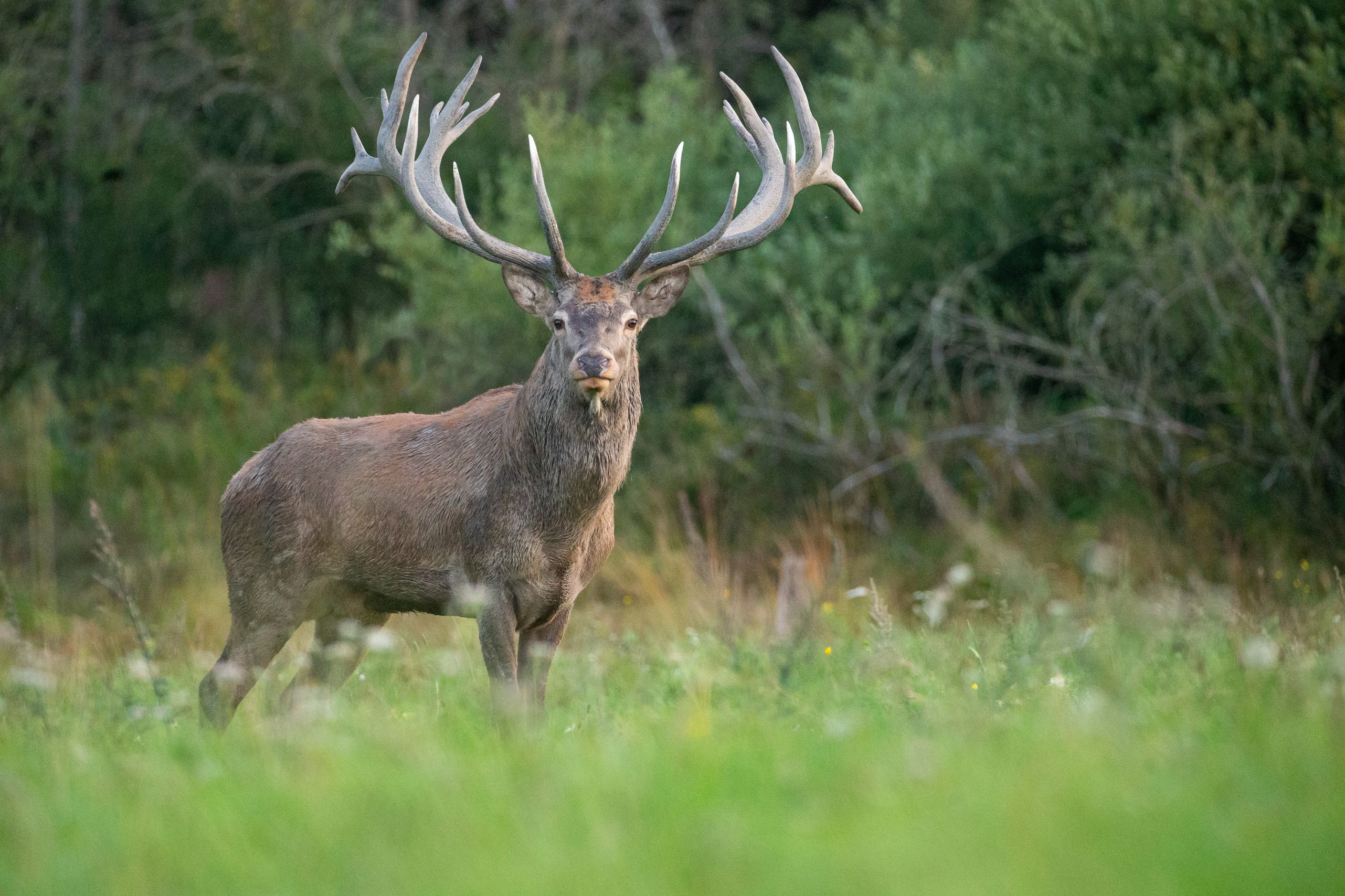 Exposition photo : Le Brâme du Cerf Du 5 au 30 nov 2024