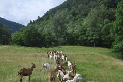 Fromagerie : Chèvrerie Kleinfeld