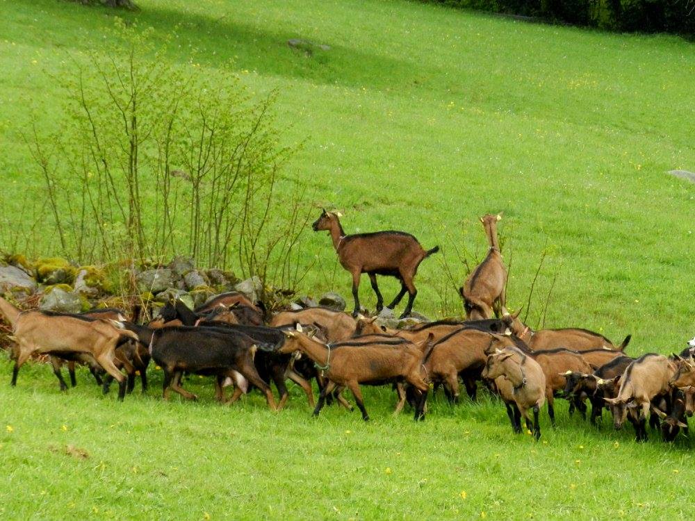 Visite et traite des chèvres à la ferme du Londenbach