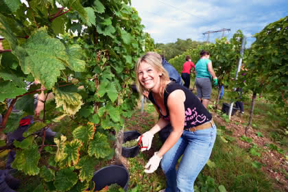 Vendanges touristiques en Alsace région de Guebwiller © Vincent Schneider