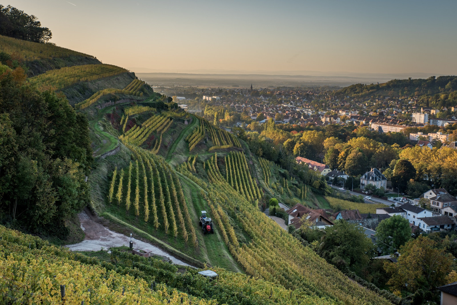 Marche Gourmande du vin nouveau Le 22 sept 2024