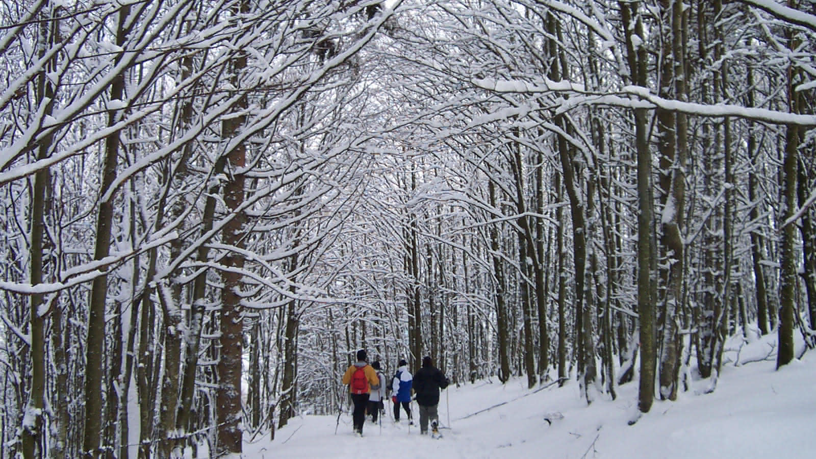 Balades dans la neige