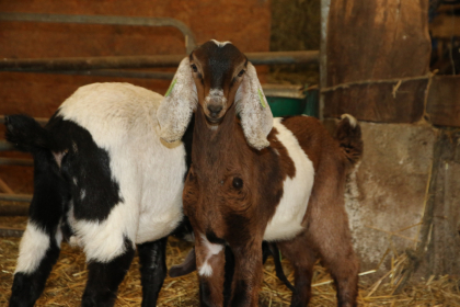 ©Ferme aux pampilles