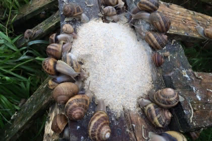 Escargots de Margaux