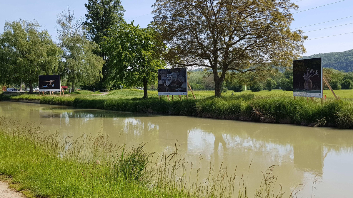 Festival international de photos animalières et de nature