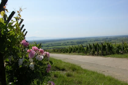 La roseraie et le Grand Cru Hatschbourg, Pays de Rouffach, Vignobles et Châteaux, Haut-Rhin, Alsace (Communauté de communes)