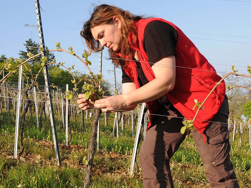 Vin Nouveau chez le Vigneron Indépendant - Domaine GUETH Du 27 sept au 12 oct 2024