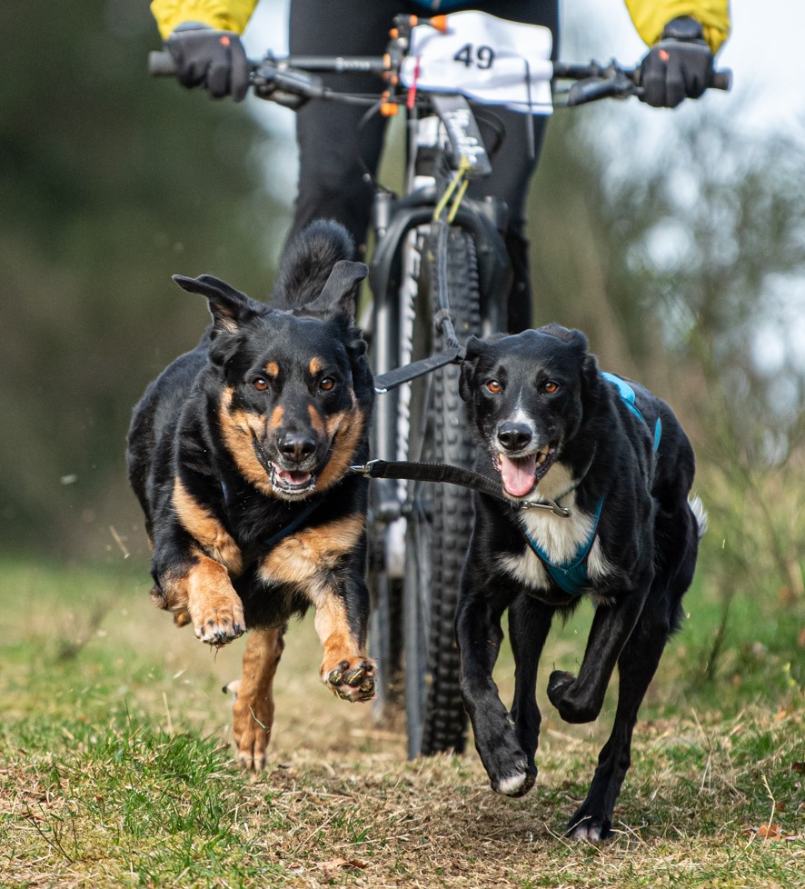 Course internationale de chiens de traîneaux Du 23 au 24 nov 2024